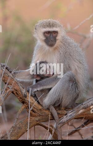 Meerkatze Baby mit Mama Afrika Affe Stockfoto