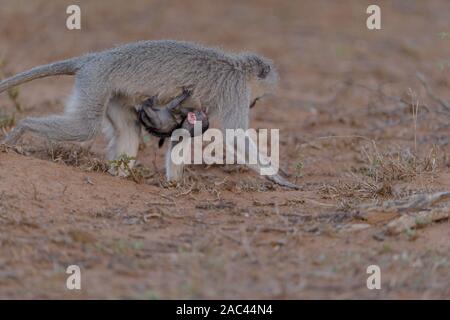 Meerkatze Baby mit Mama Afrika Affe Stockfoto