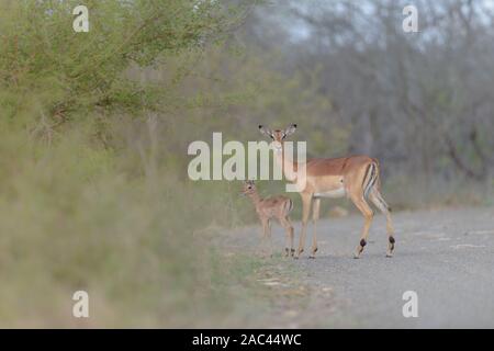 Baby Mama cute Impala Impala mit Kalb Stockfoto