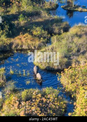 Luftaufnahme von African Elephant, Loxodonta africana, das Wasser überqueren, Macatoo, Okavango-Delta, Botswana Stockfoto
