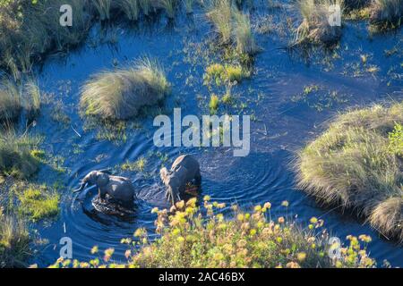 Luftaufnahme von African Elephant, Loxodonta africana, das Wasser überqueren, Macatoo, Okavango-Delta, Botswana Stockfoto
