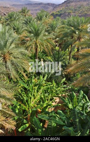 Oman Palmenwald in Misfat al Abriyin Stockfoto