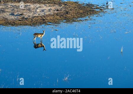 Aeiral-Blick auf die Rote Lechswe, Kobus leche, im Wasser stehend, Auch als Südliche Lechswe bekannt. Macatoo, Okavango-Delta, Botswana Stockfoto