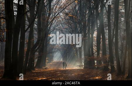 Die Leute bewundern Lichtstrahlen in einer niederländischen Herbst Landschaft Wald im Nebel Stockfoto