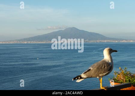 Blick auf den Golf von Naploes (Golfo di Napoli) mit Vesuv und Möwe. Sorrento, Italien Stockfoto