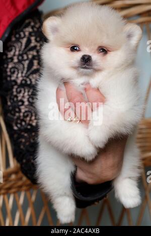 Cute spitz Hund Welpen. beige Farbe. Klein. Stockfoto