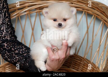 Cute spitz Hund Welpen. beige Farbe. Klein. Stockfoto