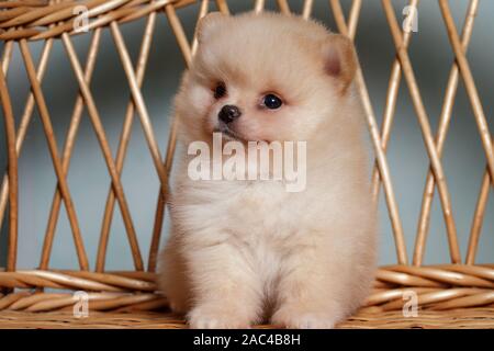 Cute spitz Hund Welpen. beige Farbe. Klein. Stockfoto