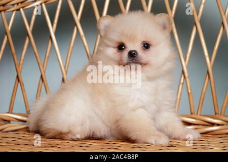 Cute spitz Hund Welpen. beige Farbe. Klein. Stockfoto