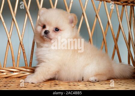 Cute spitz Hund Welpen. beige Farbe. Klein. Stockfoto