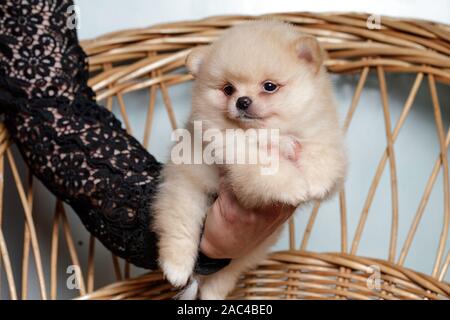 Cute spitz Hund Welpen. beige Farbe. Klein. Stockfoto