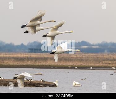 Blick auf The Low Stockfoto