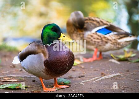 Mallard-Entenpaar im Alderwood Park in Surrey, British Columbia, Kanada Stockfoto