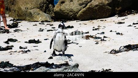 Cute afrikanische Pinguin (lat.: Spheniscus demersus) stehen unter den Besuchern der Boulders Beach, Simon's Town, in der Nähe von Kapstadt, Südafrika. Stockfoto