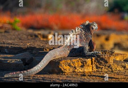 Ein Marine iguana (Amblyrhynchus cristatus) Porträt bei Sonnenuntergang auf dem Lava Rock Strand von Puerto Egas, Insel Santiago, Galapagos Islands National Park, Stockfoto