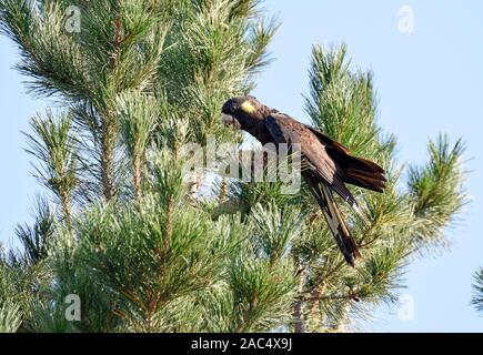 Gelb-tailed Black cockatoo in Kiefer in Emmaville im Norden von New South Wales, Australien Stockfoto