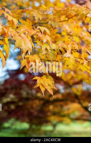 Acer palmatum Subspezies. "Amoenum'. Japanischer Ahorn 'Amoenum 'Baum Blätter im Herbst Stockfoto