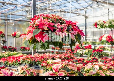 Hängenden Korb voll der schönen roten und weißen Weihnachten Weihnachtsstern Pflanzen bereit, die für die Feiertage. Stockfoto