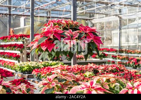 Hängenden Korb voll der schönen roten und weißen Weihnachten Weihnachtsstern Pflanzen bereit, die für die Feiertage. Stockfoto