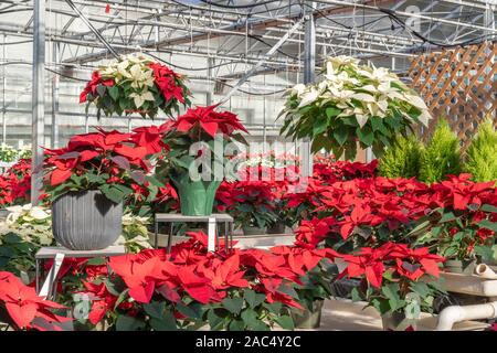 Schönen roten und weißen Weihnachtsstern hängende Körbe und Pflanzen in einem Gewächshaus bereit Weihnachten Dekorationen zu werden. Stockfoto