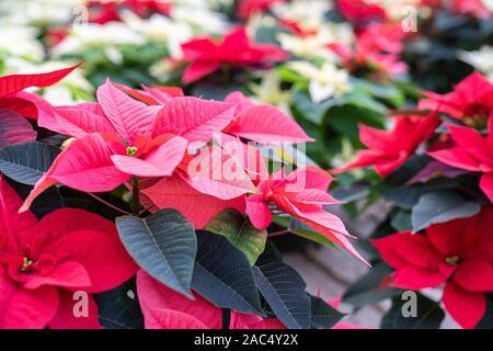 Nahaufnahme von roten Weihnachtsstern Pflanze mit weißen und roten Weihnachtsstern Pflanzen im Hintergrund, bereit, Weihnachtsdekorationen zu werden. Stockfoto