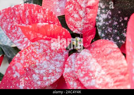 In der Nähe von hellen roten Weihnachtsstern Blume, die glitzernden weißen Schneeflocken auf der Blütenblätter für Weihnachten bestreut. Stockfoto