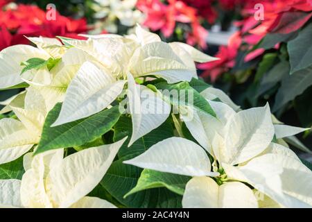 In der Nähe von wunderschönen weißen Weihnachtsstern Blumen bereit Weihnachtsdekorationen zu werden. Stockfoto