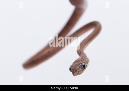 Boiga drapiezii, die gemeinhin als die weiss gefleckten Katze snake genannt, ist eine Pflanzenart aus der Gattung der langen und schlanken hinteren-fanged colubrid auf weißem Hintergrund Stockfoto