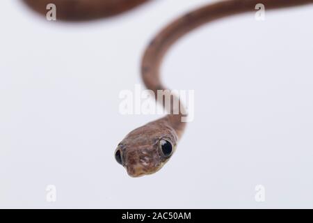 Boiga drapiezii, die gemeinhin als die weiss gefleckten Katze snake genannt, ist eine Pflanzenart aus der Gattung der langen und schlanken hinteren-fanged colubrid auf weißem Hintergrund Stockfoto