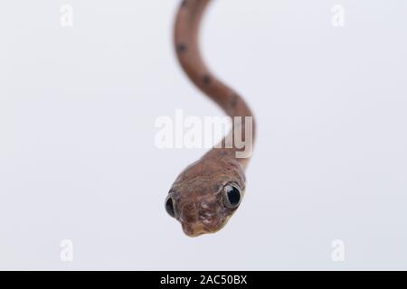 Boiga drapiezii, die gemeinhin als die weiss gefleckten Katze snake genannt, ist eine Pflanzenart aus der Gattung der langen und schlanken hinteren-fanged colubrid auf weißem Hintergrund Stockfoto