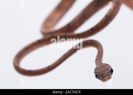 Boiga drapiezii, die gemeinhin als die weiss gefleckten Katze snake genannt, ist eine Pflanzenart aus der Gattung der langen und schlanken hinteren-fanged colubrid auf weißem Hintergrund Stockfoto