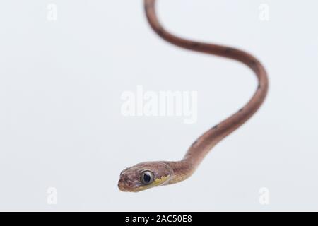 Boiga drapiezii, die gemeinhin als die weiss gefleckten Katze snake genannt, ist eine Pflanzenart aus der Gattung der langen und schlanken hinteren-fanged colubrid auf weißem Hintergrund Stockfoto