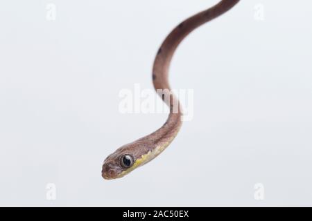 Boiga drapiezii, die gemeinhin als die weiss gefleckten Katze snake genannt, ist eine Pflanzenart aus der Gattung der langen und schlanken hinteren-fanged colubrid auf weißem Hintergrund Stockfoto