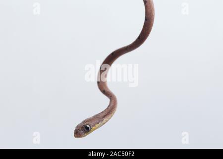 Boiga drapiezii, die gemeinhin als die weiss gefleckten Katze snake genannt, ist eine Pflanzenart aus der Gattung der langen und schlanken hinteren-fanged colubrid auf weißem Hintergrund Stockfoto