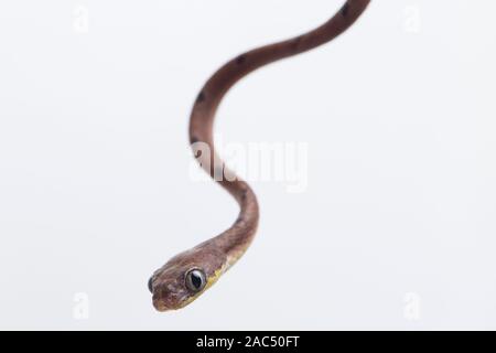 Boiga drapiezii, die gemeinhin als die weiss gefleckten Katze snake genannt, ist eine Pflanzenart aus der Gattung der langen und schlanken hinteren-fanged colubrid auf weißem Hintergrund Stockfoto