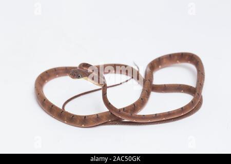 Boiga drapiezii, die gemeinhin als die weiss gefleckten Katze snake genannt, ist eine Pflanzenart aus der Gattung der langen und schlanken hinteren-fanged colubrid auf weißem Hintergrund Stockfoto