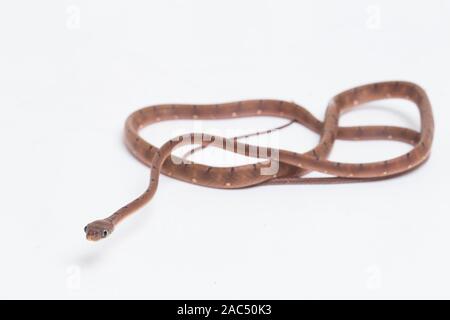 Boiga drapiezii, die gemeinhin als die weiss gefleckten Katze snake genannt, ist eine Pflanzenart aus der Gattung der langen und schlanken hinteren-fanged colubrid auf weißem Hintergrund Stockfoto