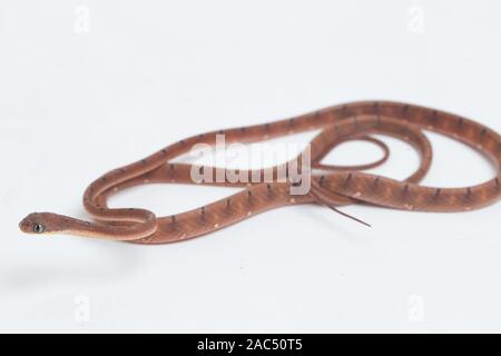 Boiga drapiezii, die gemeinhin als die weiss gefleckten Katze snake genannt, ist eine Pflanzenart aus der Gattung der langen und schlanken hinteren-fanged colubrid auf weißem Hintergrund Stockfoto