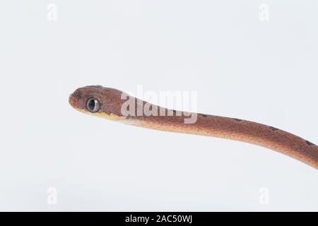 Boiga drapiezii, die gemeinhin als die weiss gefleckten Katze snake genannt, ist eine Pflanzenart aus der Gattung der langen und schlanken hinteren-fanged colubrid auf weißem Hintergrund Stockfoto