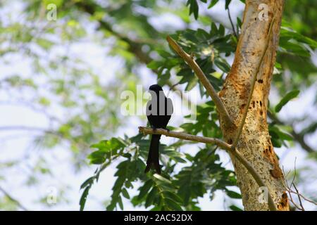 Schwarz Drongo Vogel auf einem Zweig Stockfoto