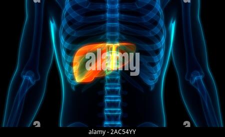 Menschliche interne Digestive Organ Leber Anatomie Stockfoto