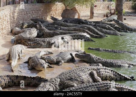 Krokodile versammelten sich zu füttern, sie warten auf das Essen. Krokodile im Teich und an Land gehen. Crocodile Farm. Anbau von Krokodilen. Crocodil Stockfoto