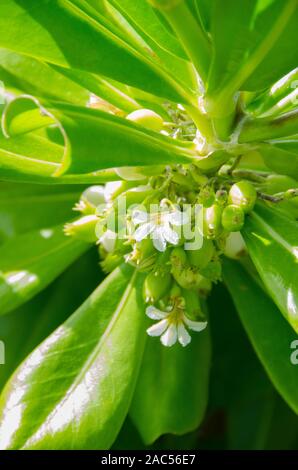Naupaka kahakai ist eine Hälfte Blume in der Nähe der Strand, der in der hawaiischen Legende die Trennung zweier Liebenden stellt gefunden. Andere Arten der gleichen Pflanze Stockfoto