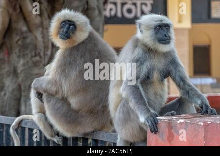 Vielzahl von Affen in der indischen Stadt Rishikesh Stockfoto