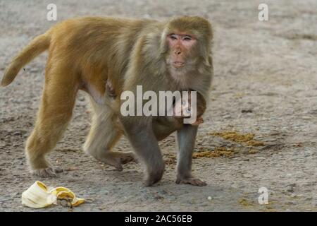 Vielzahl von Affen in der indischen Stadt Rishikesh Stockfoto