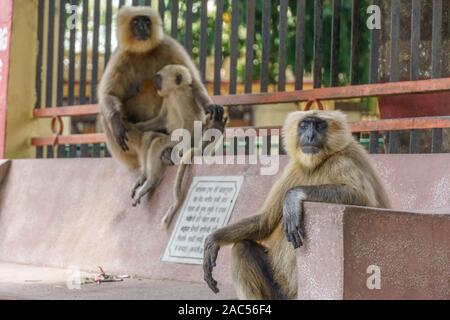 Große Affen auf der Werkbank in Rishikesh Indien sitzen Stockfoto