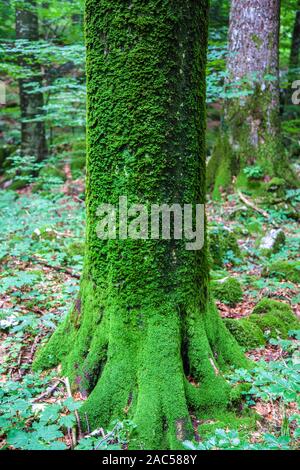 Unteren Teil des Stammes bedeckt mit Moos Fichte Stockfoto