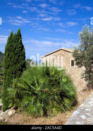 Sägepalme Palme (Serenoa repens, synonym: Sabal serrulata) an einer kleinen Finca, Estellences, Mallorca, Balearen, Spanien Stockfoto