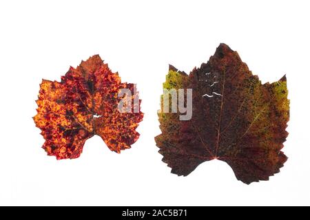 - Nahaufnahme, Natur Herbst Blatt. Grunge, zackige, alte Herbst Grape Leaf. Auf einem weißen Hintergrund isoliert Stockfoto