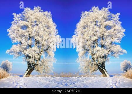 Zwei Bäume in Winterlandschaft mir Rauhreif Stockfoto